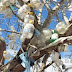 BAHIA / Árvore carregada com garrafas vazias de cachaça chama a atenção dos moradores em Santo Antônio de Jesus