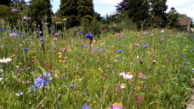 Meadow planting - Design for a wildlife garden Green Fingered Blog