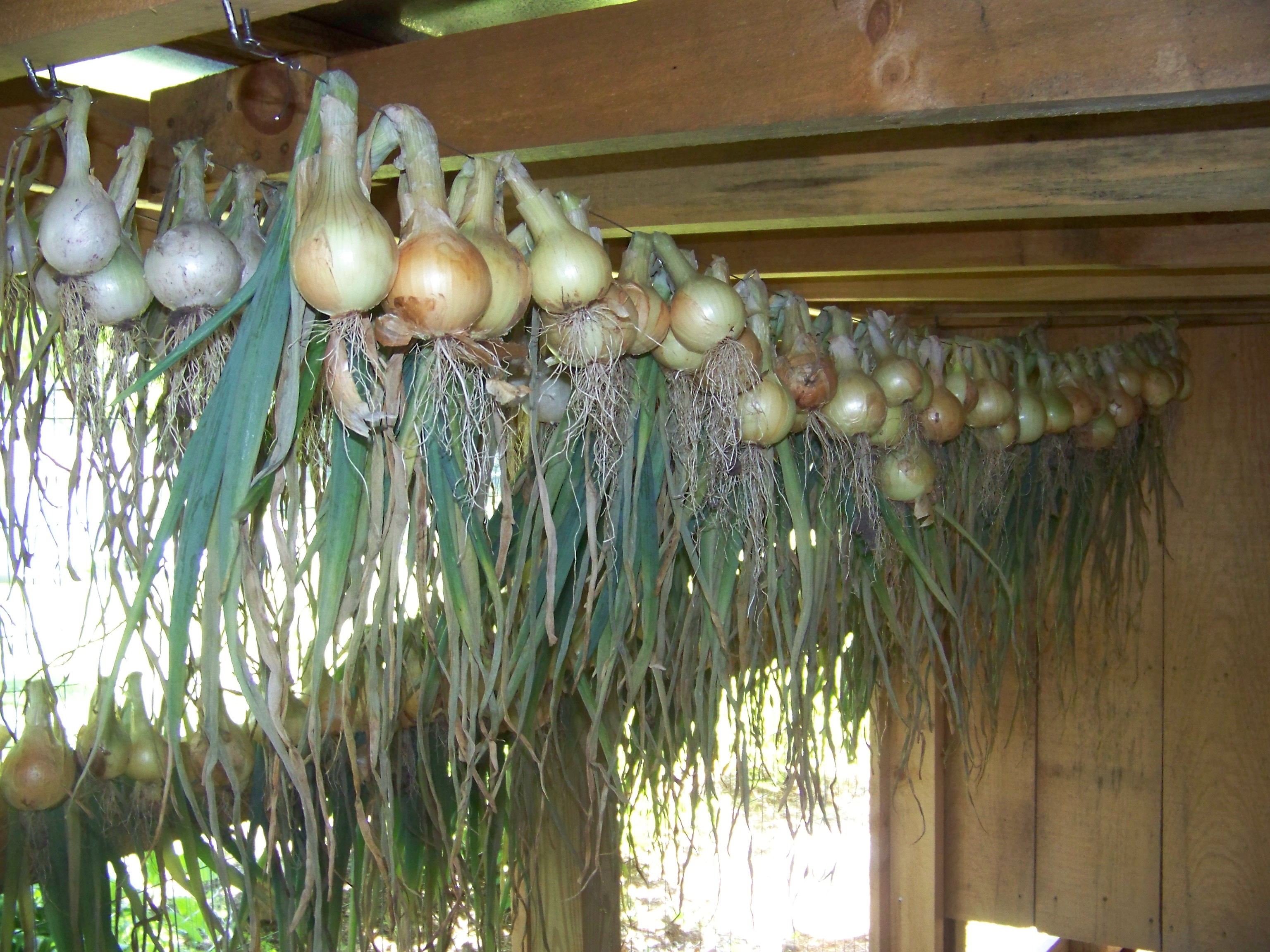 Hickery Holler Farm Onions Hanging