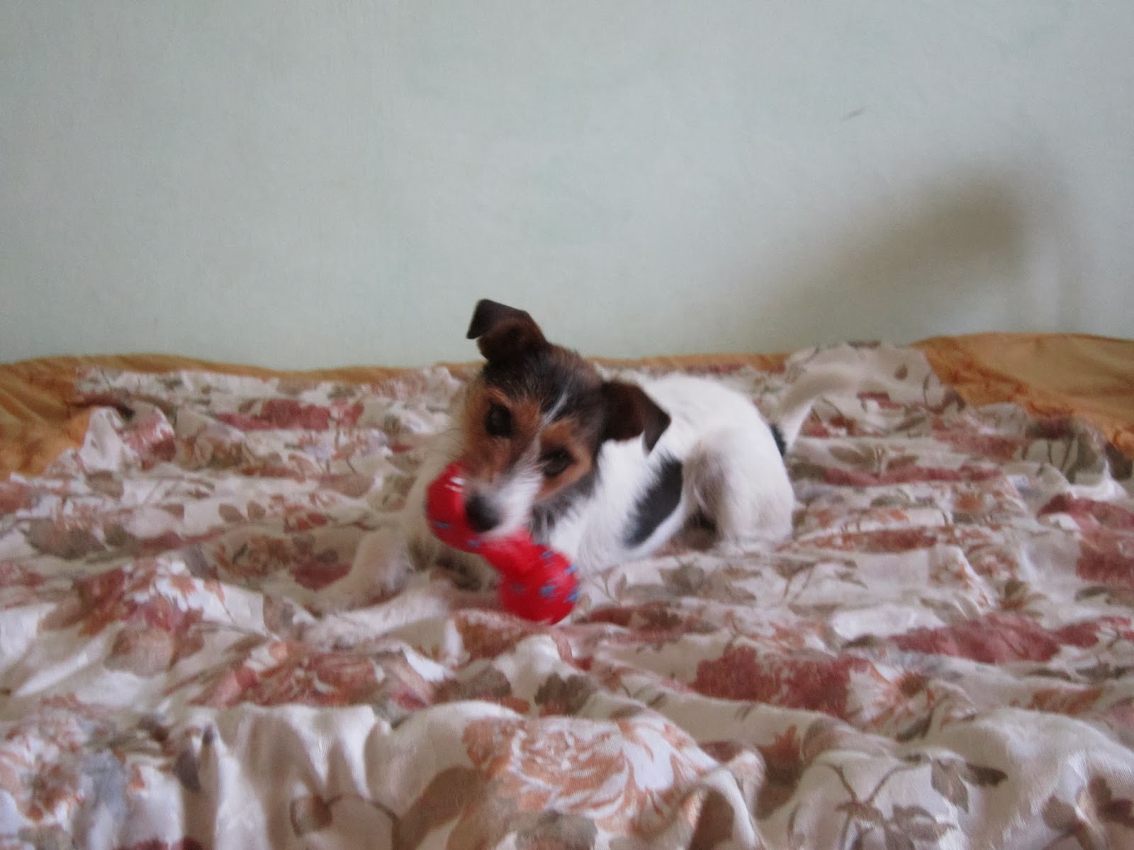 Funny Pets Jack Russell Terrier plays with chew toys
