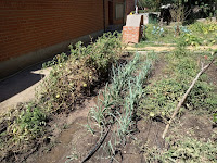 Tomates y puerros