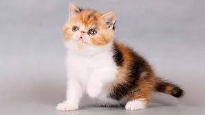 Top 10 Most Beautiful Cat Breeds In The World