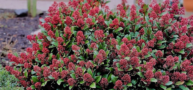 Skimmia Japonica Rubella The Garden Of Eaden