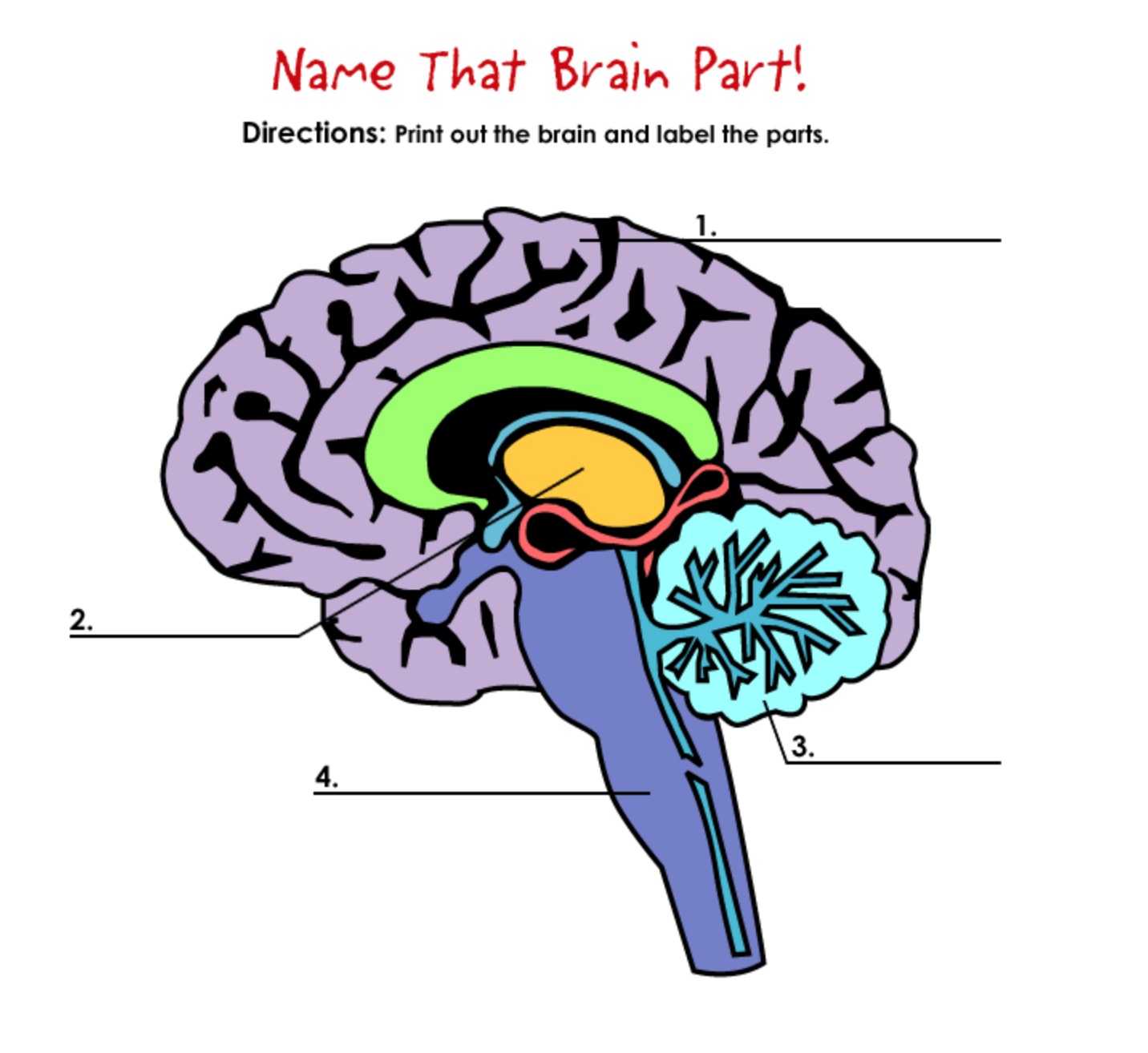 Parted name. Parts of the Brain. Human Brain Parts. Name the Parts of the Human Brain. Brain Parts and functions.