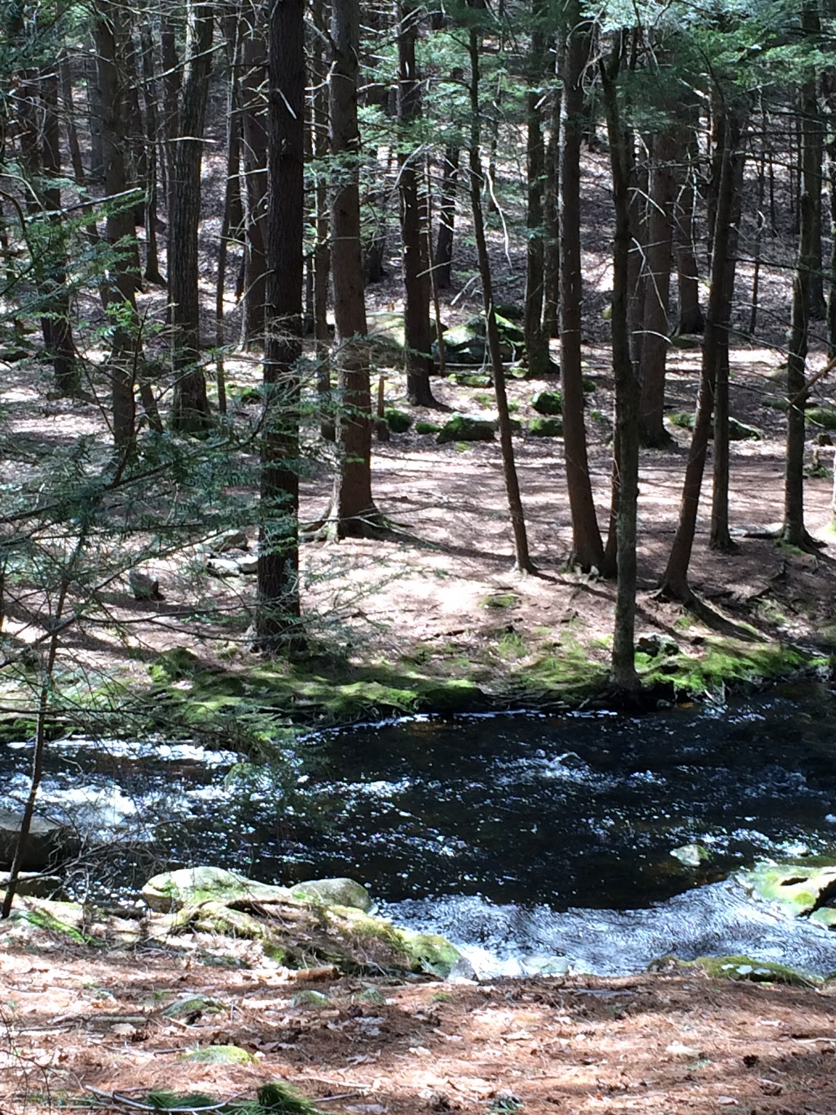 The Daily Woot Trout Brook Conservation Area