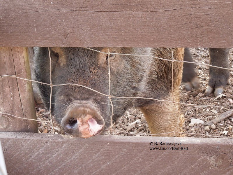 A Pig -- Up Close and Personal