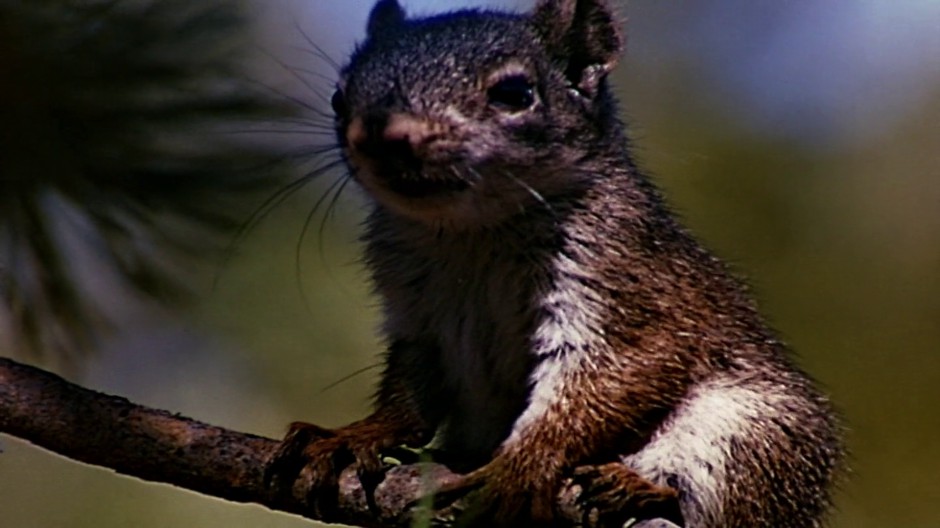 NO CORAÇÃO DA FLORESTA (DUAL ÁUDIO1080P) – 1957 Vlcsnap-2020-11-23-19h05m50s089