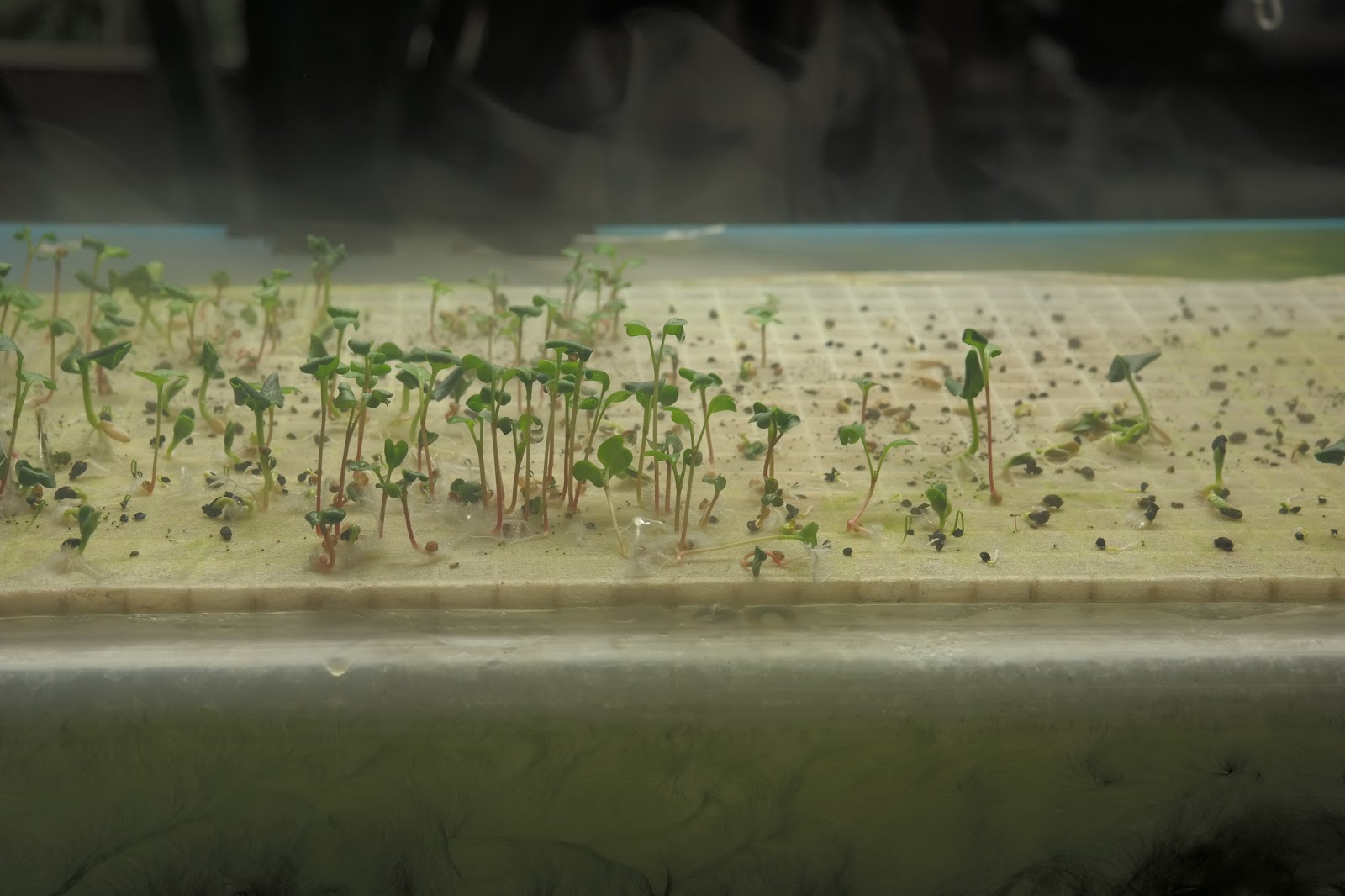 The House of Hydro Heavy Duty Ultrasonic Mist Maker DIY Fogponics