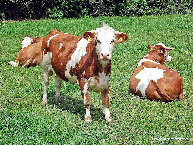 Companheiras durante a estrada