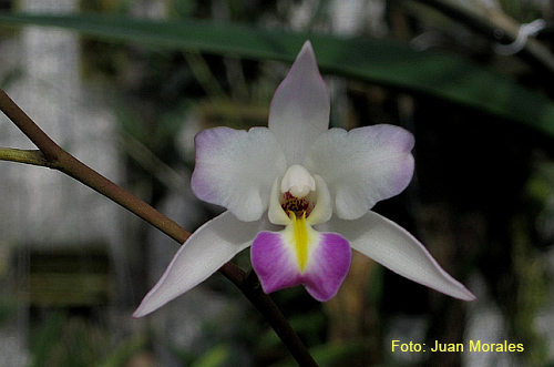 Grupo Orquideófilo del Norte Santafesino Laelia albida