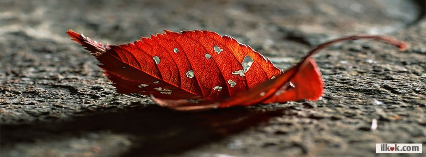 99+ Ảnh bìa facebook buồn, Cover facebook buồn tâm trạng nhất