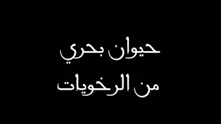 حيوان بحري من الرخويات حيوان بحري من الرخويات