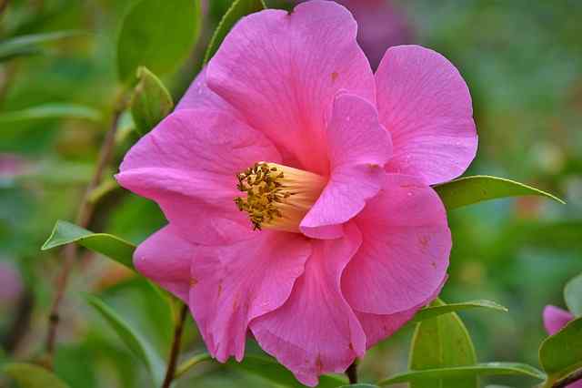 53+ Gambar Bunga Camelia Kekinian 53+ Gambar Bunga Camelia Kekinian