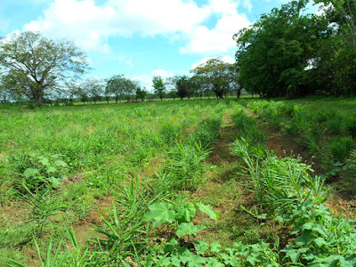 EL CULTIVO DE JENGIBRE, Zingiber officinale, Kión