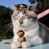 Don't do anything bad which your cat will remember