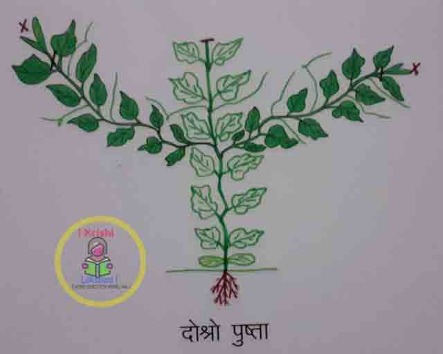 Lahare tarkari baali ma kaatchhaat prabidhi(3G cutting)