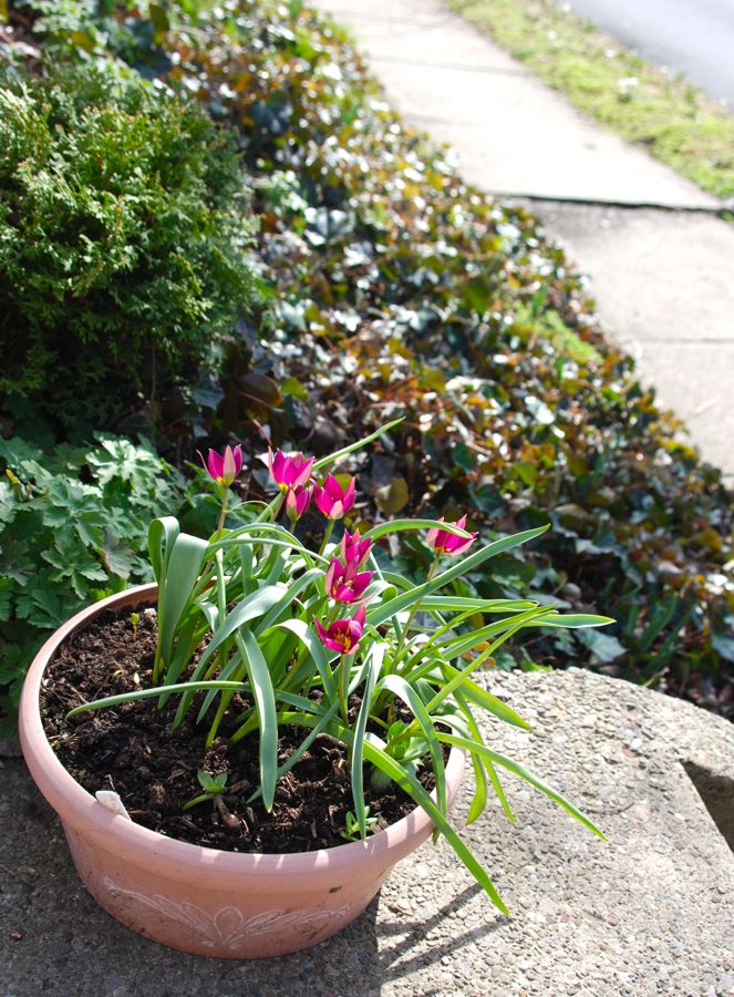 Tulipa 'Persian Pearl' in a pot on our back steps. Ivy and Sedum 'Acre' cover all of the ground on our slope and curb strip.