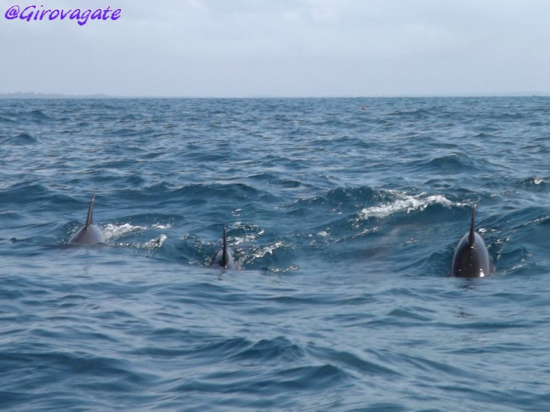 delfini Zanzibar Kizimkazi