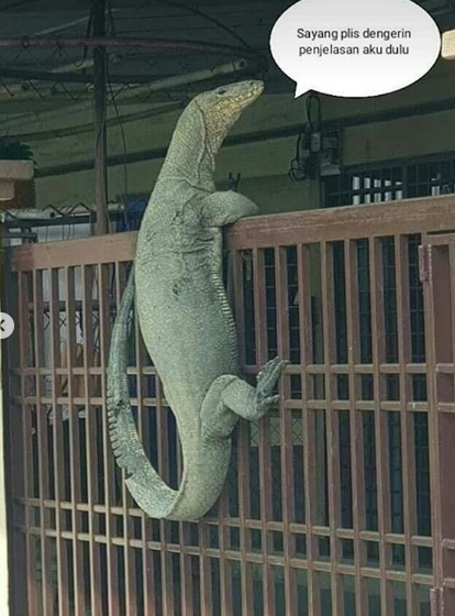 15 Meme Biawak Gergasi Panjat Pagar Rumah Tular Sampai Ke Negara Seberang