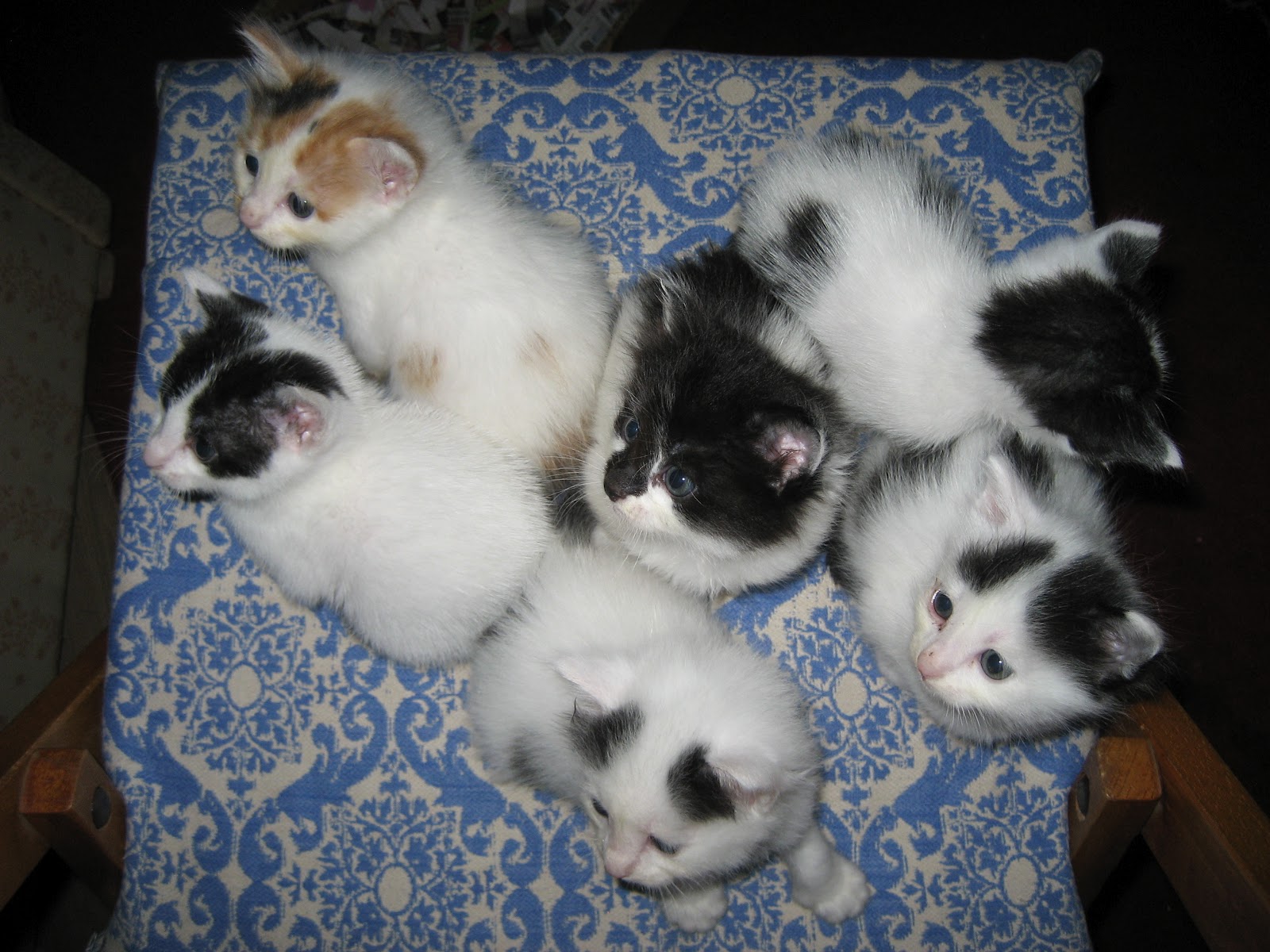 ÇINARIN YAVRU KEDİLERİ