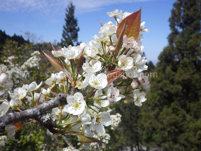 Alishan cherry blossom