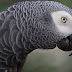 Kicau Mania Wajib Tahu, Ini Daftar Harga Burung Kicau Terbaru November 2020