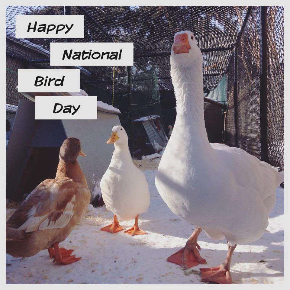 National Bird Day Wishes