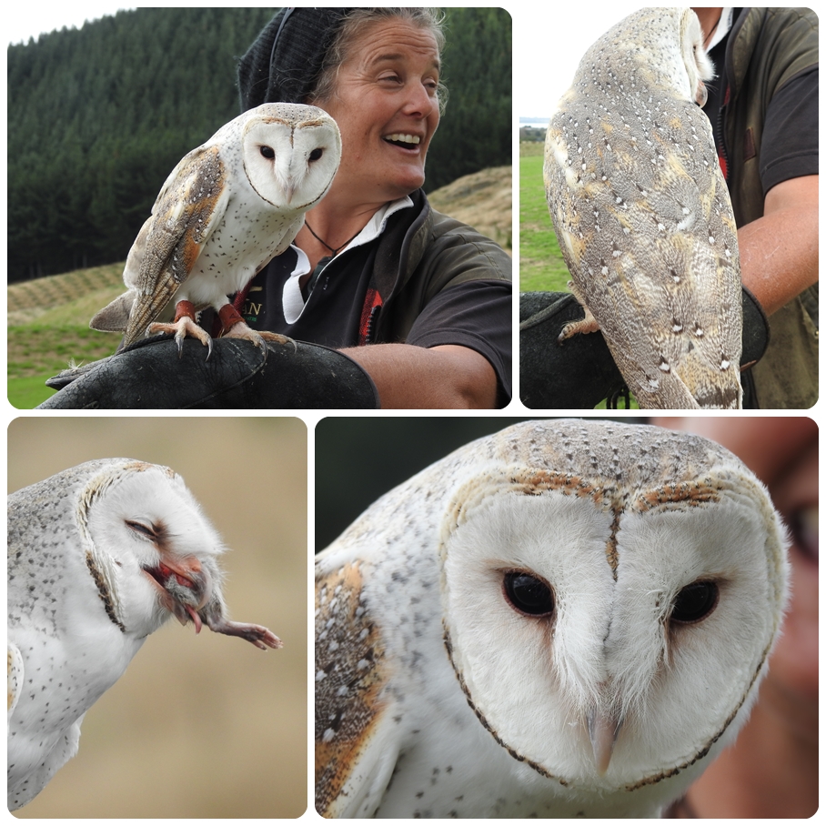 photographing New Zealand Wingspan
