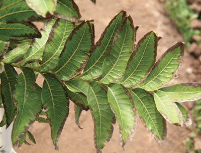 Salt burn on leaf edges: causes and solutions