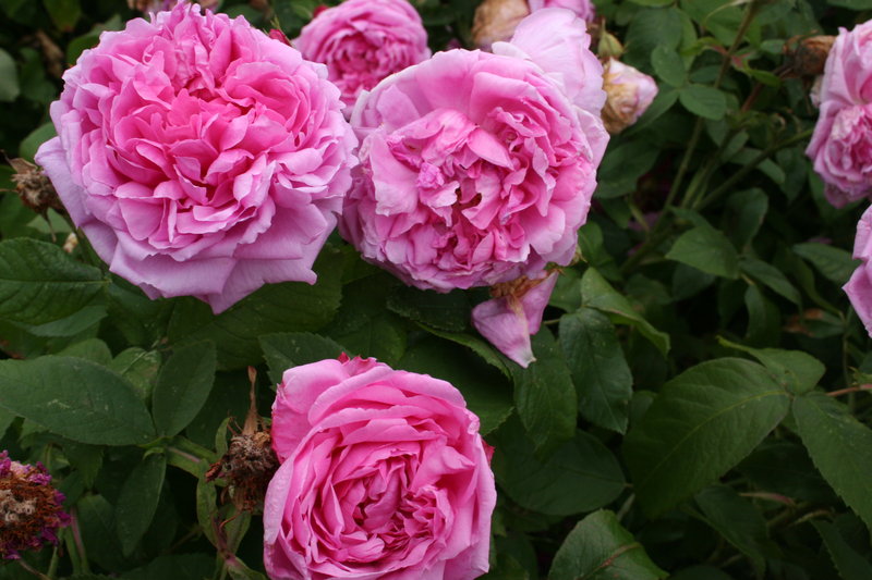 Roses of Richmond: Comte de Chambord Rose