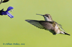 Stokes Birding Blog When To Take Down Hummingbird Feeders