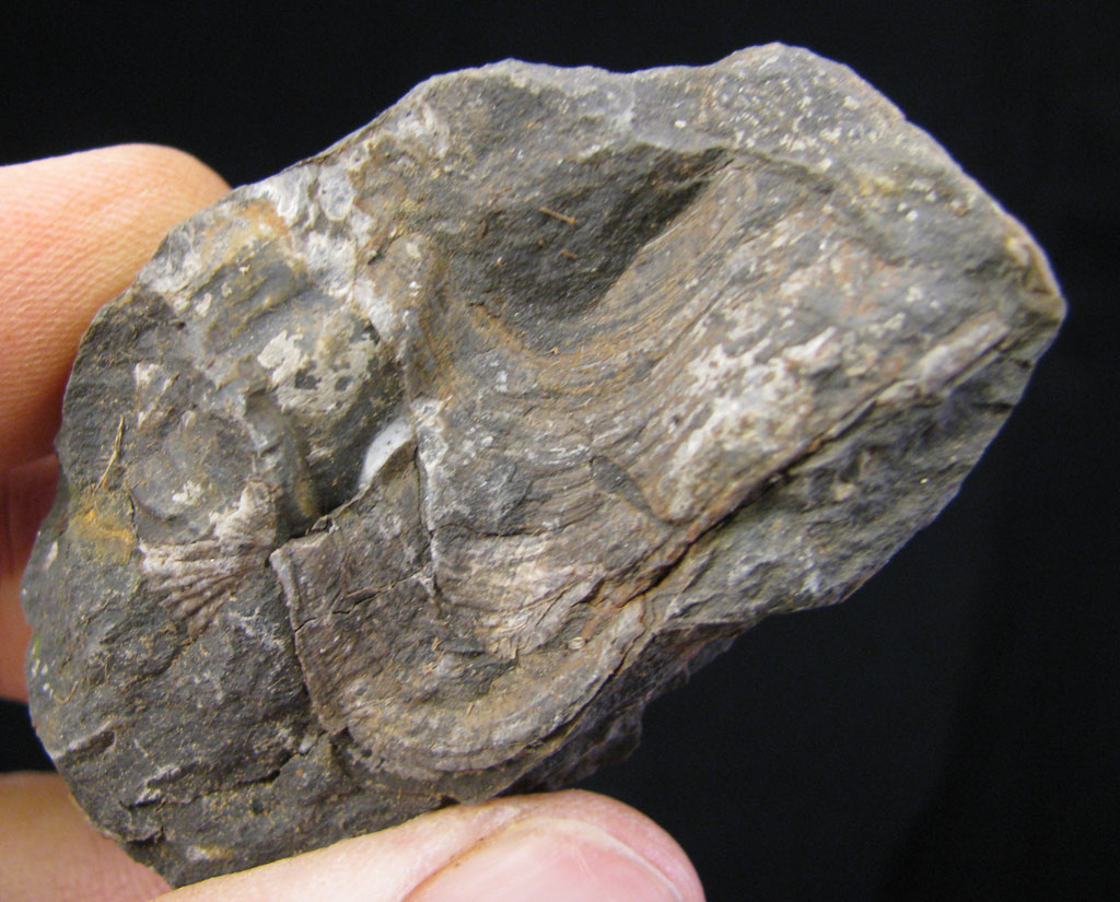Views of the Mahantango Crushed/warped Spirifer fossils from the