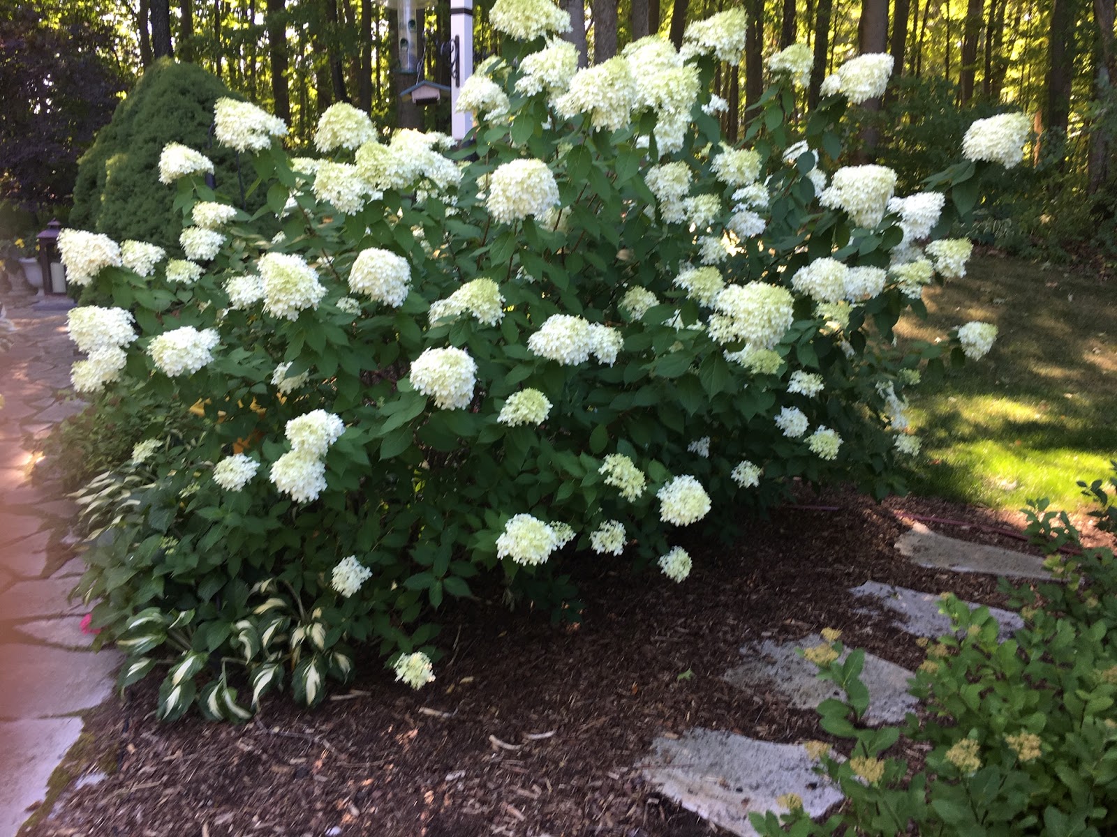 Limelight Hydrangeas In Bloom