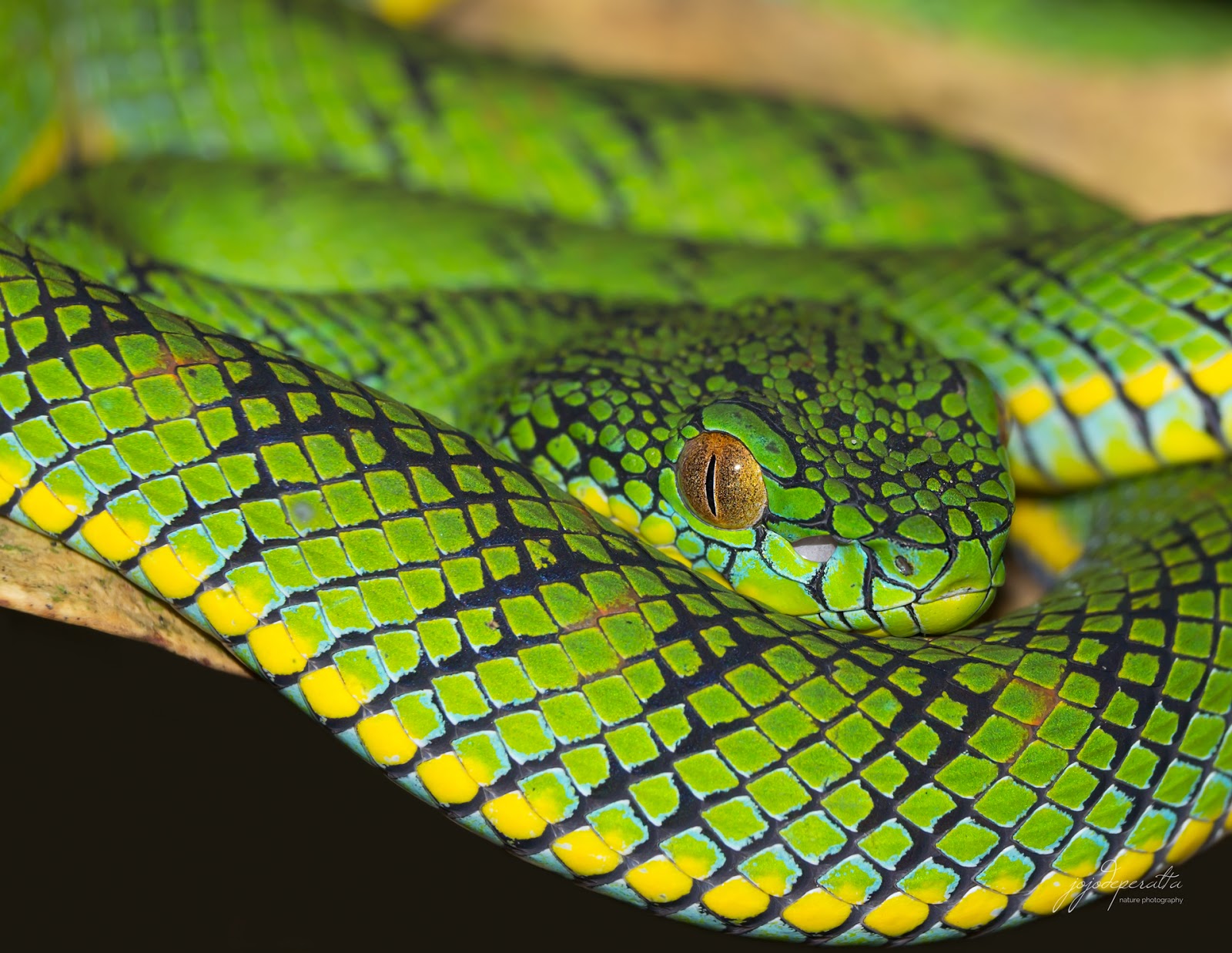 Schultz's Pit Viper - A spectacular venomous snake endemic to Palawan