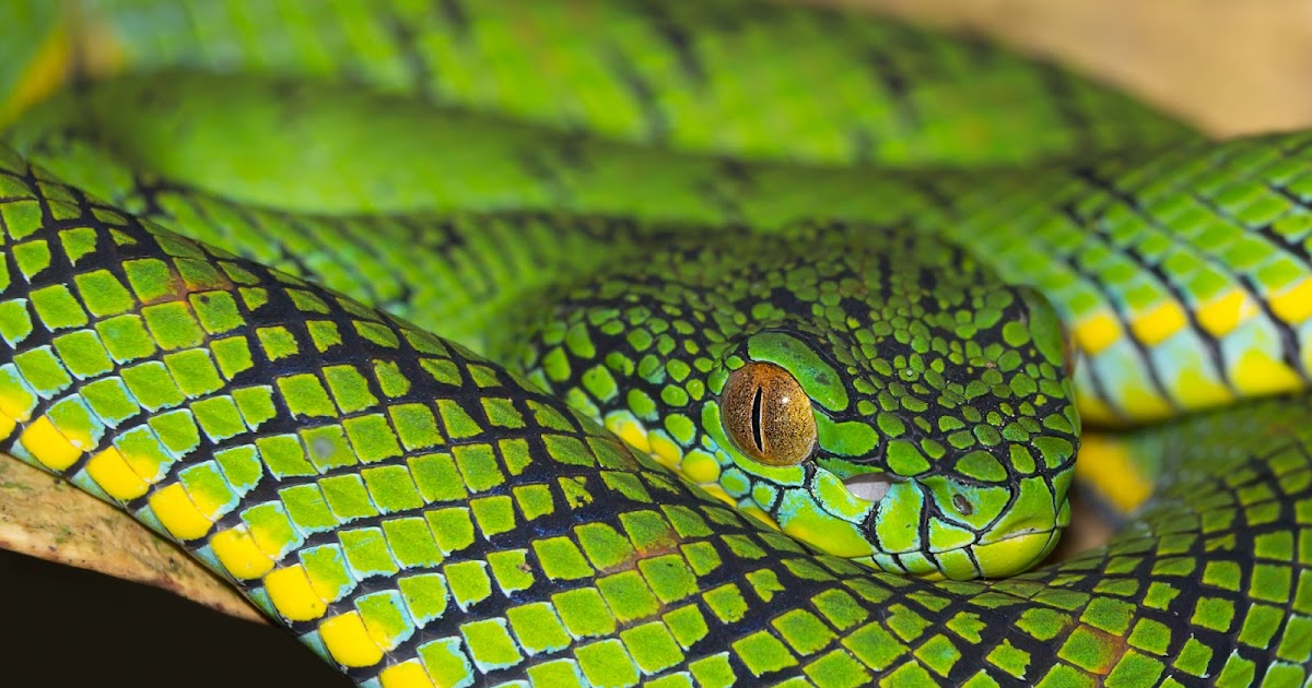 Schultz’s Pit Viper A spectacular venomous snake endemic to Palawan