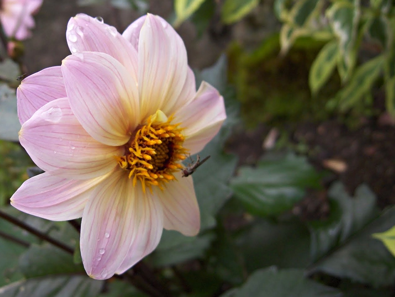 Mike's Cornwall 10 Photos of August Flowers and Colour In Our Garden