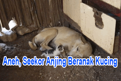 Aneh, Seekor Anjing Beranak Kucing