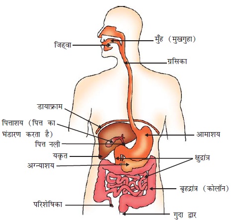 1473088567 ch 6 X human alementry system - जैव प्रक्रम (Life Process)