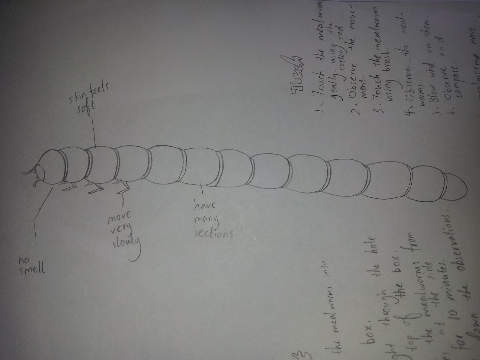 Frau ZEHEL's biology journal ^_^ Mealworm experiment by Liu WanRui(16)