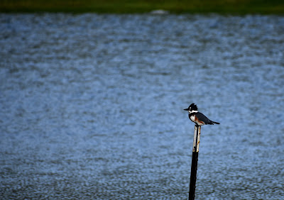 Bird at pond on C Avenue.