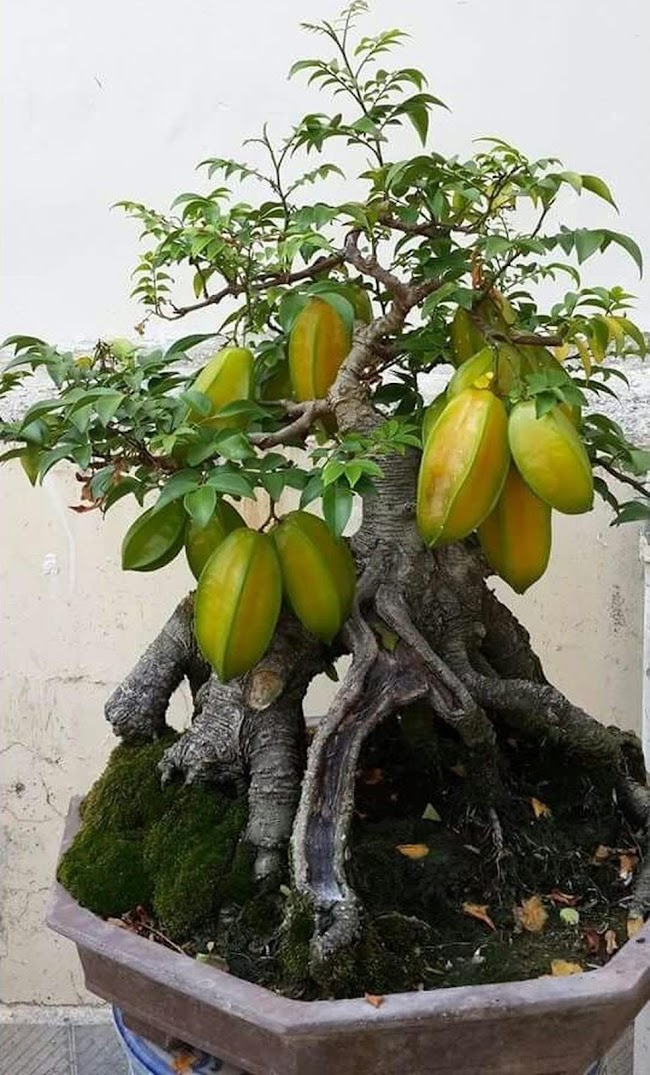 biji benih buah Carambola 10 biji Papua Barat
