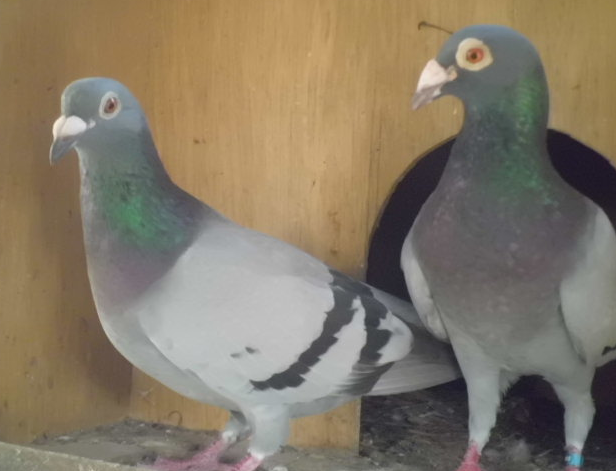 Gambar Burung Merpati Pos Racing Pigeon Burung Pintar Gambar