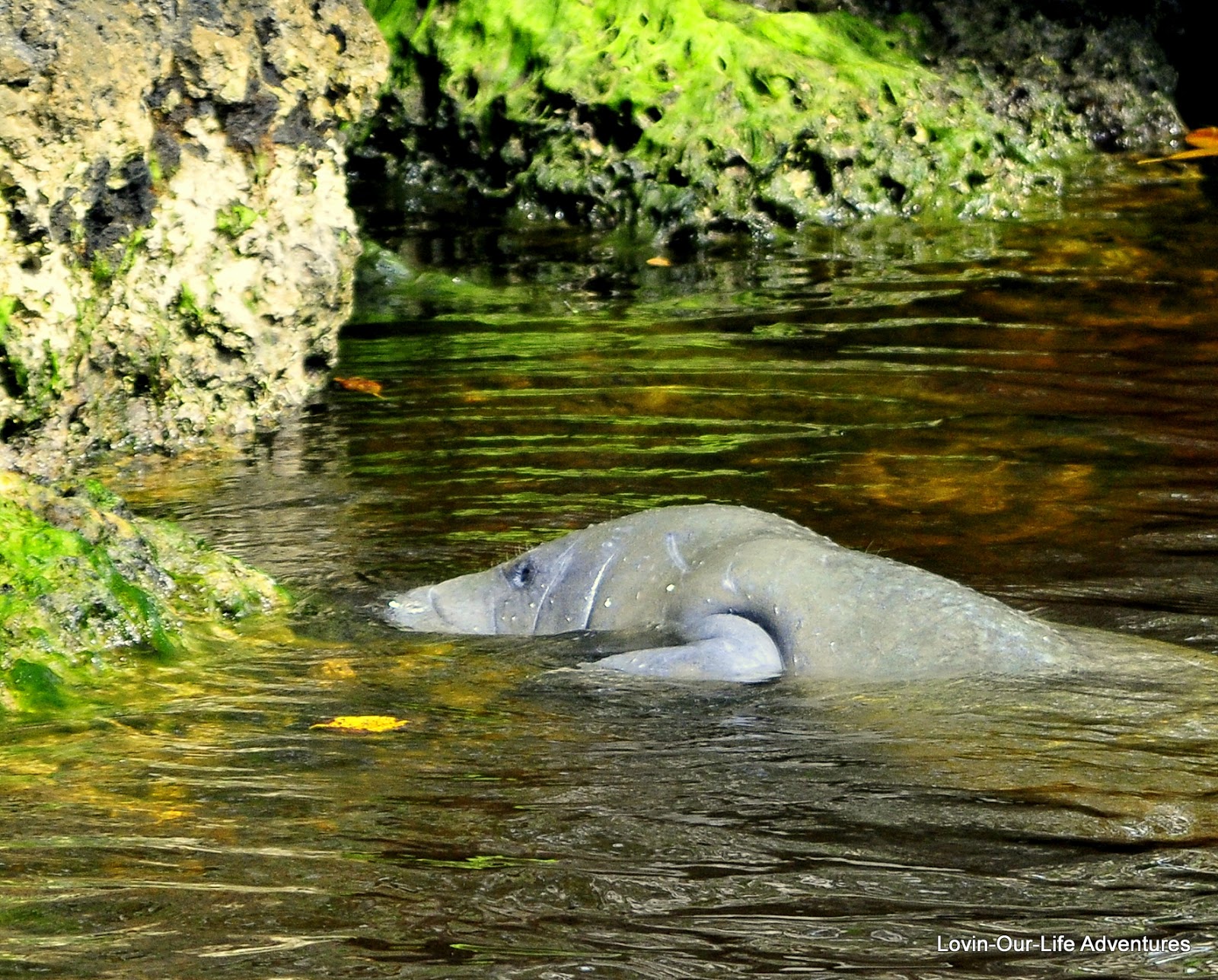 LovinOurLife Adventures Animal Life in Everglades National Park