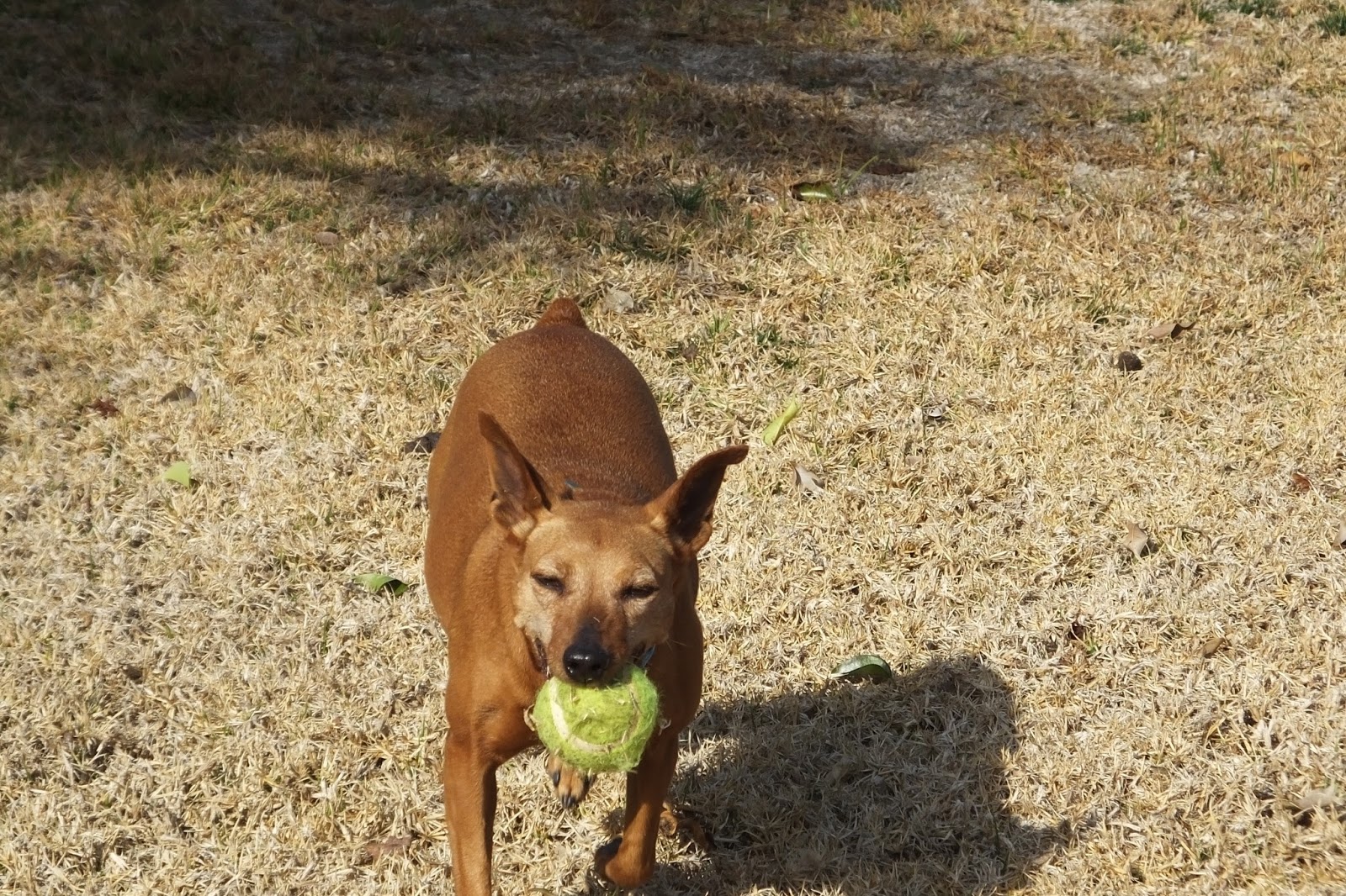 Why Are Dogs Beneficial To Humans