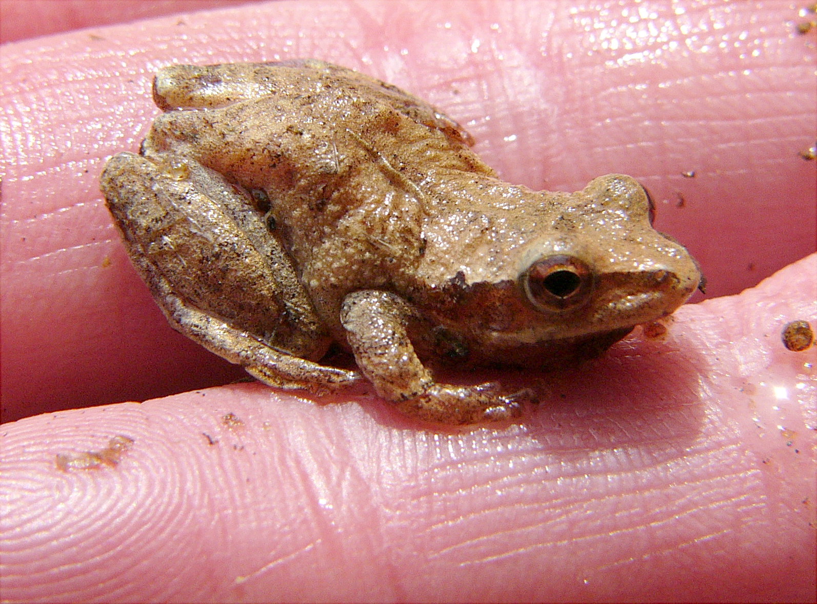 Monmouth County Park System: A Double Life: The Amphibians of New Jersey