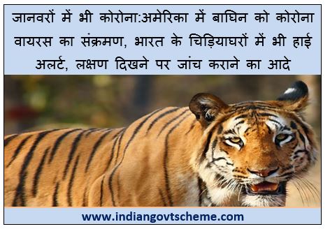 अमेरिका+में+बाघिन