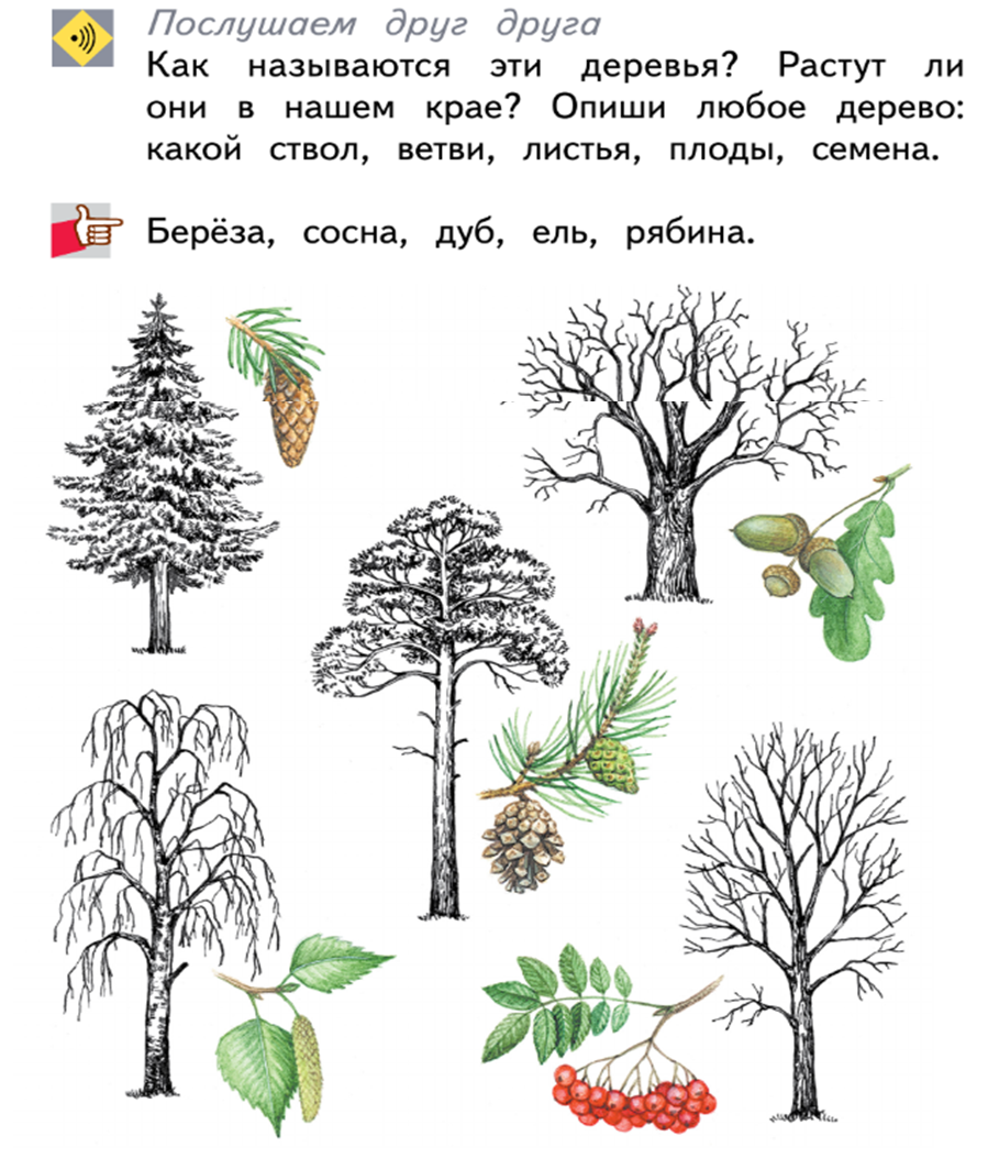 Деревья зимой описание. Рабочая тетрадь про деревья. Как узнать деревья зимой 1 класс. Окружающий мир 2 класс рабочая тетрадь деревья и кустарники зимой. Дерева угадай слова