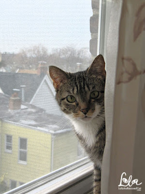 tabby cat in a window