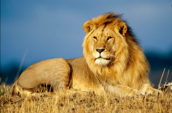 Interesting Facts About Lions - Animals
