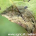 Diseases of Potato and their casual organisms